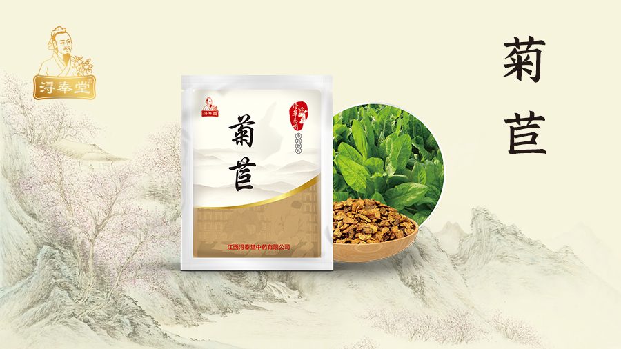 菊苣-(1).png